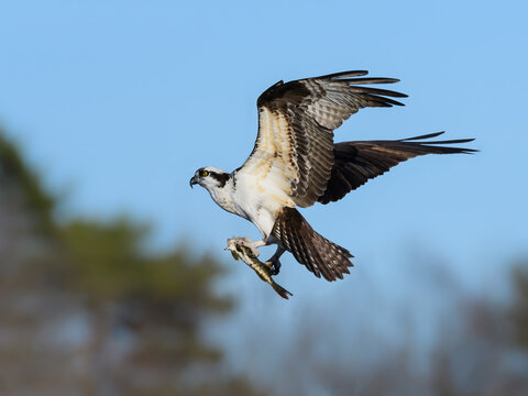 Osprey in Flight Bringing Headless Pike Fish to the Nest