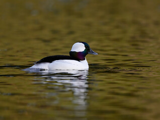 Male Bufflehead Swimming on Pond in Early Spring on Green Yellow  Background