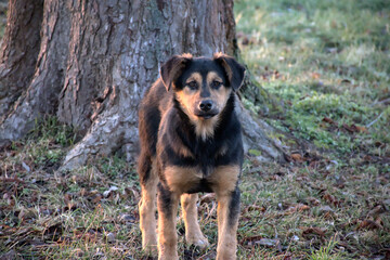 black young dog standing on a background of a tree