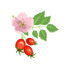 Rosehip branch with rose flower and berries. Source of vitamin C. Elements for summer and autumn design