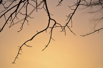 Bare Tree Branches in Silhouette Against a Peach Sky