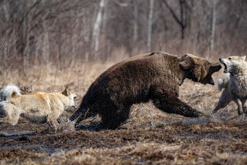  bear and dog . the dog attacks and bites the bear