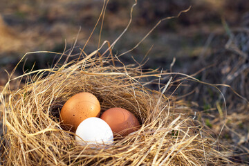 Fresh chicken colorful eggs in the nest. Spring close up. Easter decorated eggs. Breakfast idea. Fresh and eco food. 