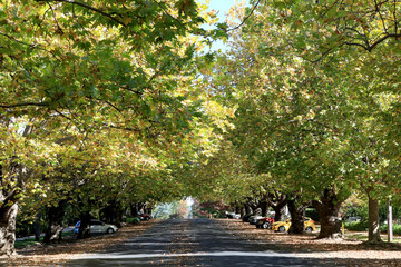 A leafy street showing early autumn colours in the regional city of Orange, Australia.