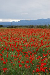 Fototapeta na wymiar Red Poppy Flowers in Field