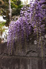 Wisteria in full bloom. Fabaceae deciduous vine.