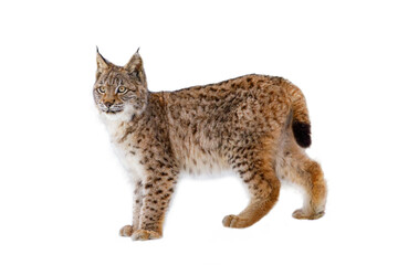 Luchs isoliert auf weißem Hintergrund. Junger eurasischer Luchs, Lynx Lynx, Spaziergänge im Wald mit Schneeflocken auf Fell. Schöne wilde Katze in der Natur. Nettes Tier mit geflecktem orangefarbenem Fell. Raubtier.