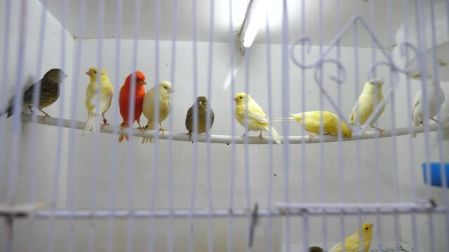 Four canary birds sitting in a branch. High quality 4k footage