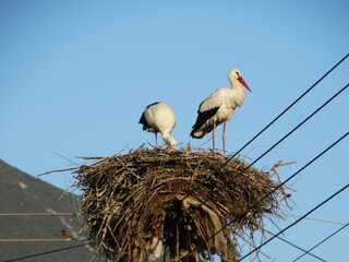 stork sits in its nest on a power pole of village in greece