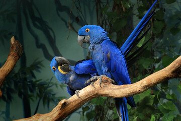 Pair of blue hyacinth macaw, Anodorhynchus hyacinthinus, perched on branch. The largest macaw and flying parrot species. Wildlife scene from nature habitat. Habitat Amazon Basin. - obrazy, fototapety, plakaty