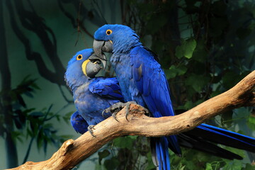 Pair of blue hyacinth macaw, Anodorhynchus hyacinthinus, perched on branch touching beaks. The...