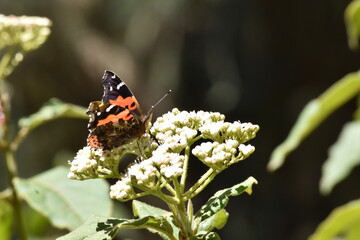 butterfly on flower mariposa 