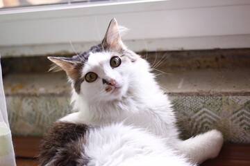 portrait of a cute cat kitty on the window sill cats pets kitten animals