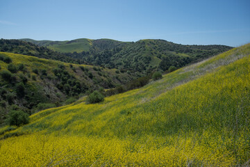 Chino Hills State Park April 2021