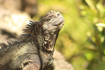marine iguana in Puerto Ayora, Galapagos.