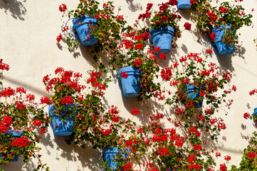A wall of a house with blooming red flowers and blue flower pots 