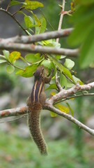 palm squirrel eating fruit in sri lanka