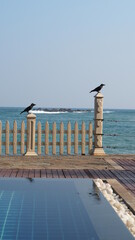 crows on the pier in sri lanka