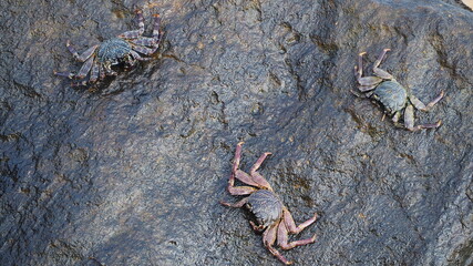 crabs on the rock in sri lanka
