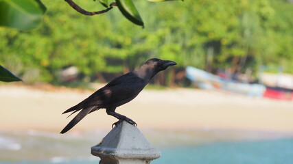 crow on the beach in sri lanka