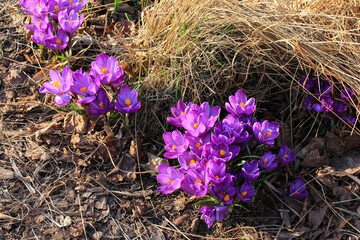 Sprouted wildflowers under last year's dry grass. Plants of the northern plains.