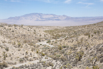 A path in the desert