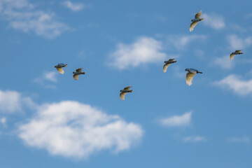 Flight of the Corellas