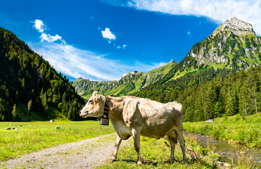 Cow in the Swiss Alps