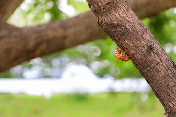 木に残されたセミの抜け殻