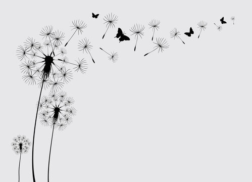 Dandelion with flying butterflies and seeds, vector illustration. Vector isolated decoration element from scattered silhouettes