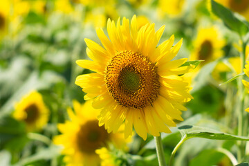 暑い夏の象徴、ひまわりの花のクローズアップ