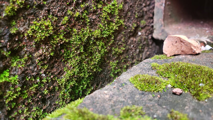 Fototapeta premium musgo