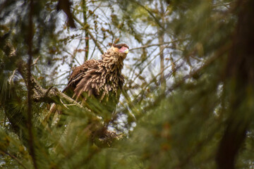 Southern Caracara (Caracara plancus)