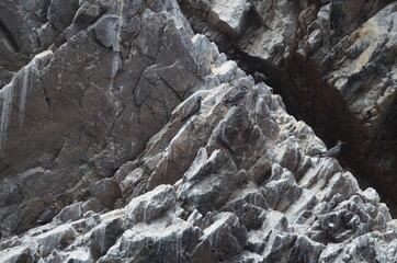 Animals - sea world, sea lion, Peru tourism