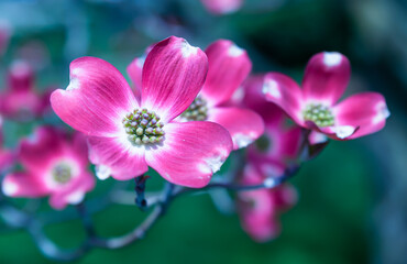 Flowering pink dogwood trees in Swissvale, Pennsylvania, USA with a blurred background