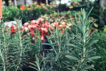 Close up of fresh rosemary herb branch leaves plants