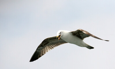 Seagull flying on sky in Istanbul, Turkey.