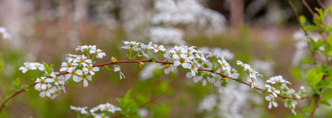 white flowers in the forest. panoramic view of very small white flowers on bokeh background. spring time image .bridal wreath tree	