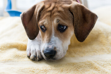 Young Beagle puppy laying down on a yellow towel; house training