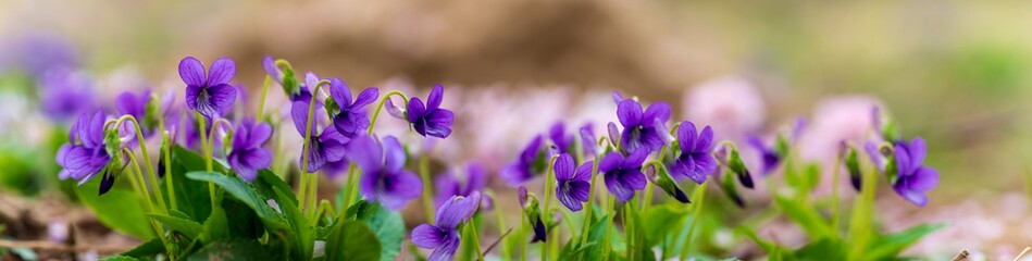 panoramic view of a Manchurian Violet in the early spring.. field of wild flowers	