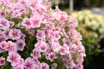 Pink petunia flower blossom in spring season, Decoration flower pot hanging in a garden