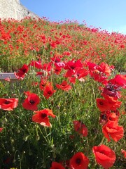 Obraz premium summer poppies in the sun