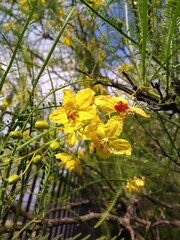 yellow tree blossoms