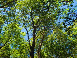 Bosque sur de Chile