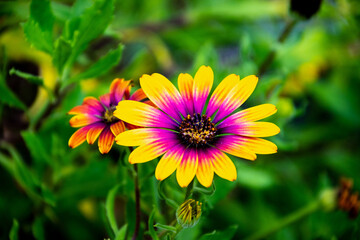 Delosperma or Ice plant flower with a pink interior and yellow petal edges
