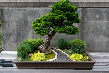 A single pine bonsai tree