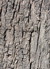 rough texture background of a tree trunk, trunk concept