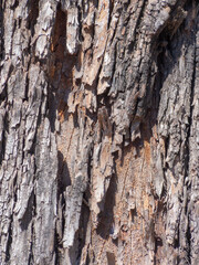 rough texture background of a tree trunk, trunk concept