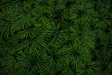 New Pine Growth Covers Forest Floor