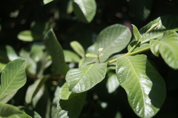 Fototapeta na wymiar detail of guava tree leaves, guava tree concept